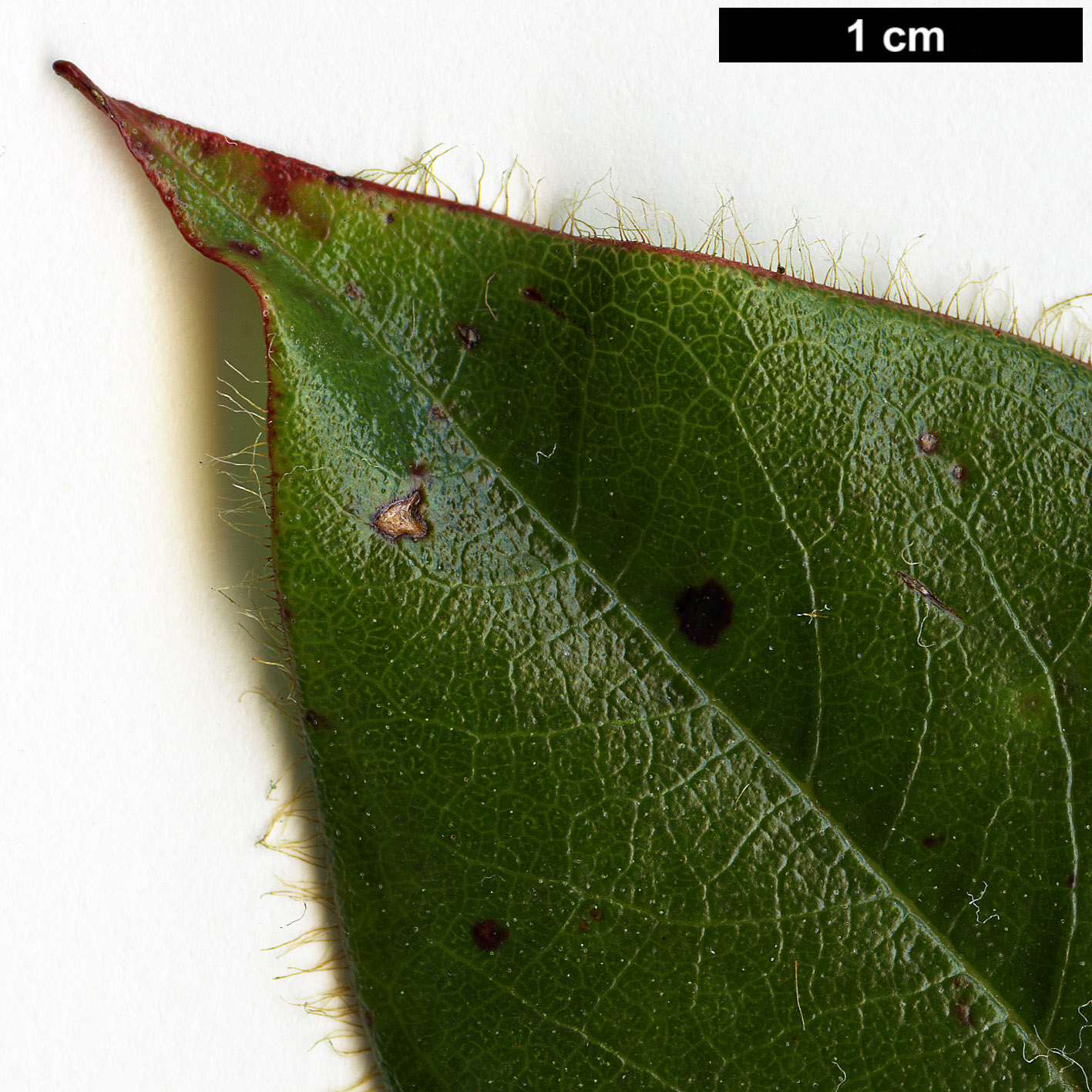 High resolution image: Family: Ericaceae - Genus: Rhododendron - Taxon: mishmiense